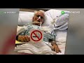 Exposición al humo: Humo de tercera mano causa daño en el hígado y cerebro de ratas - TomoNews