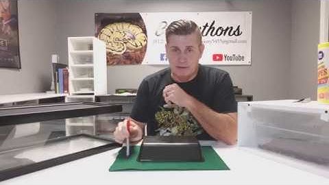 Ball Python care guide 2018