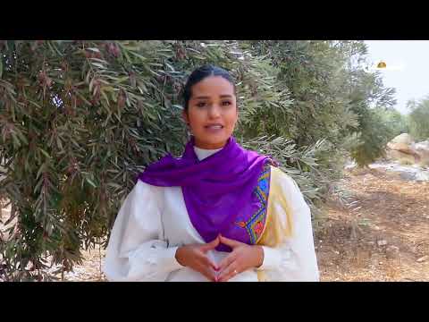 الزيتون وحكاية الارض أنواع وأصناف الزيتون