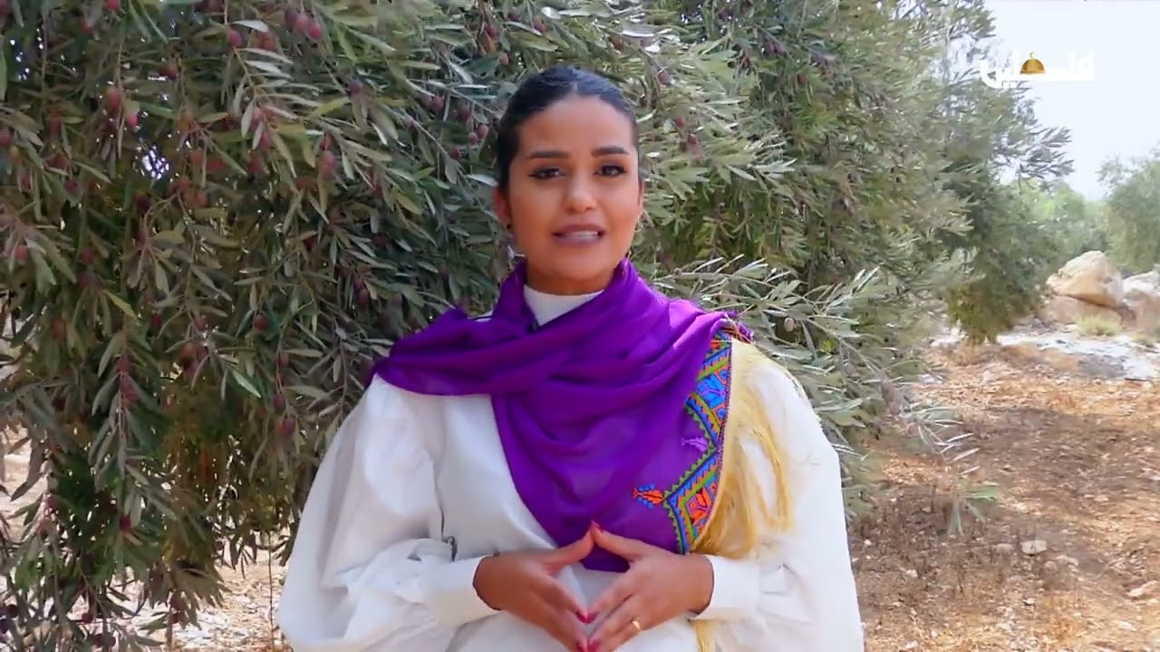 الزيتون وحكاية الارض .. أنواع وأصناف الزيتون