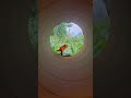 The YouTube Tube #tube #tunnel #youtube #youtubeshorts #dinosaur #jungle #growls