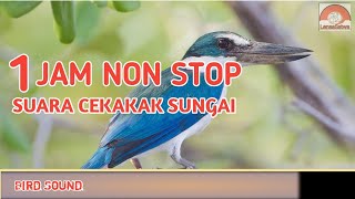 Suara kicau Cekakak Sungai, masteran 1 Jam Nonstop.