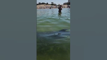 Анапа! Дельфин напал на меня! Я в шоке! 😱
