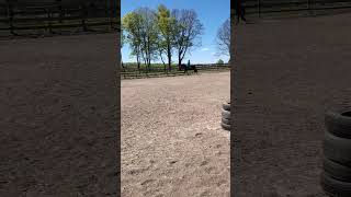 Тренировочка🥰#horseriding #тренировка #подпишись #галоп #жизньслошадьми #mylove #скачки #интересно