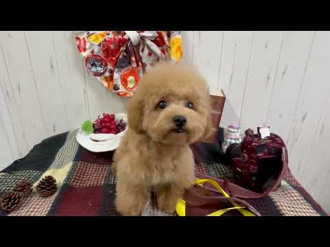 堺市のペットショップのティータイニープードルペットNo.250511の子犬動画サムネイル
