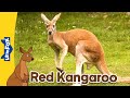 Meet the animals  marsupials  red kangaroo  stories for kindergarten
