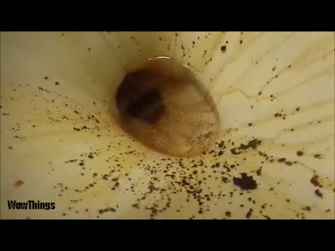 How to clean your Dirty Toilet with Coca Cola and Baking Powder ... How to clean your Dirty Toilet with Coca Cola and Baking Powder ...
