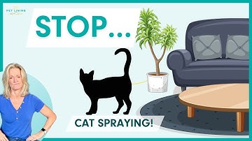 How to Stop Cat Spraying: 7 Proven Solutions That Actually Work