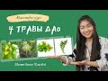 Мини курс 4 травы Дао от Нины Лян. Интервью о составе курса