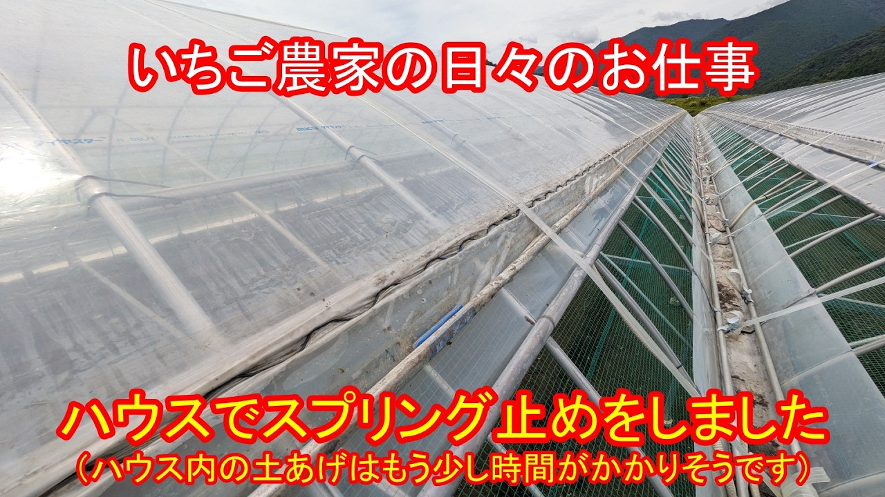 Installed spring clips in the greenhouse (soil preparation will