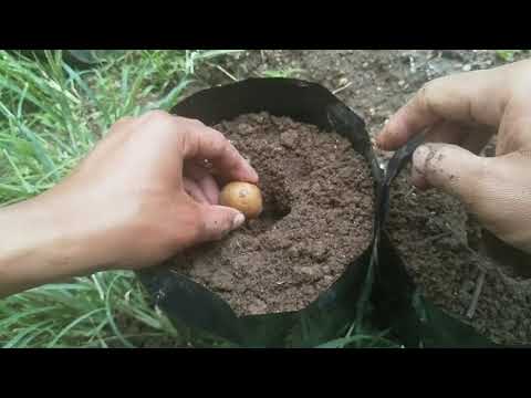 Video: 8 Cara Menanam Kentang Tanpa Menggali Di Kebun Anda