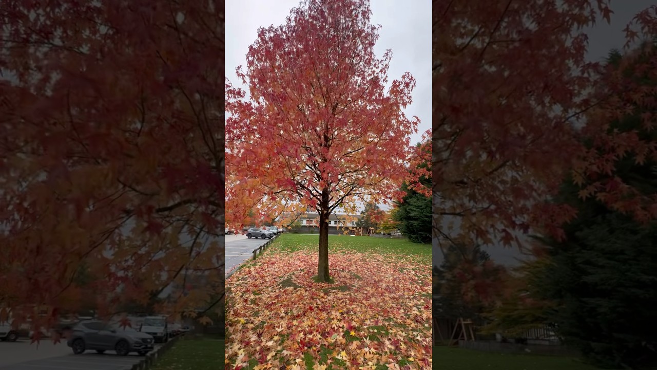 Ecublens, Switzerland 🇨🇭