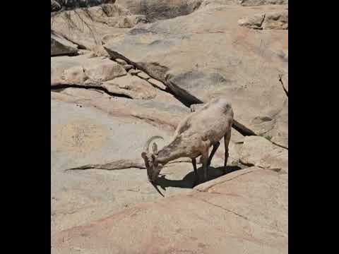 Bighorn Sheep at San Diego Safari Park. The natural enclosures are the best type! #wildlife #bighorn