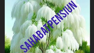 Kata mutiara untuk pensiunan @PensiunanPNSDKI