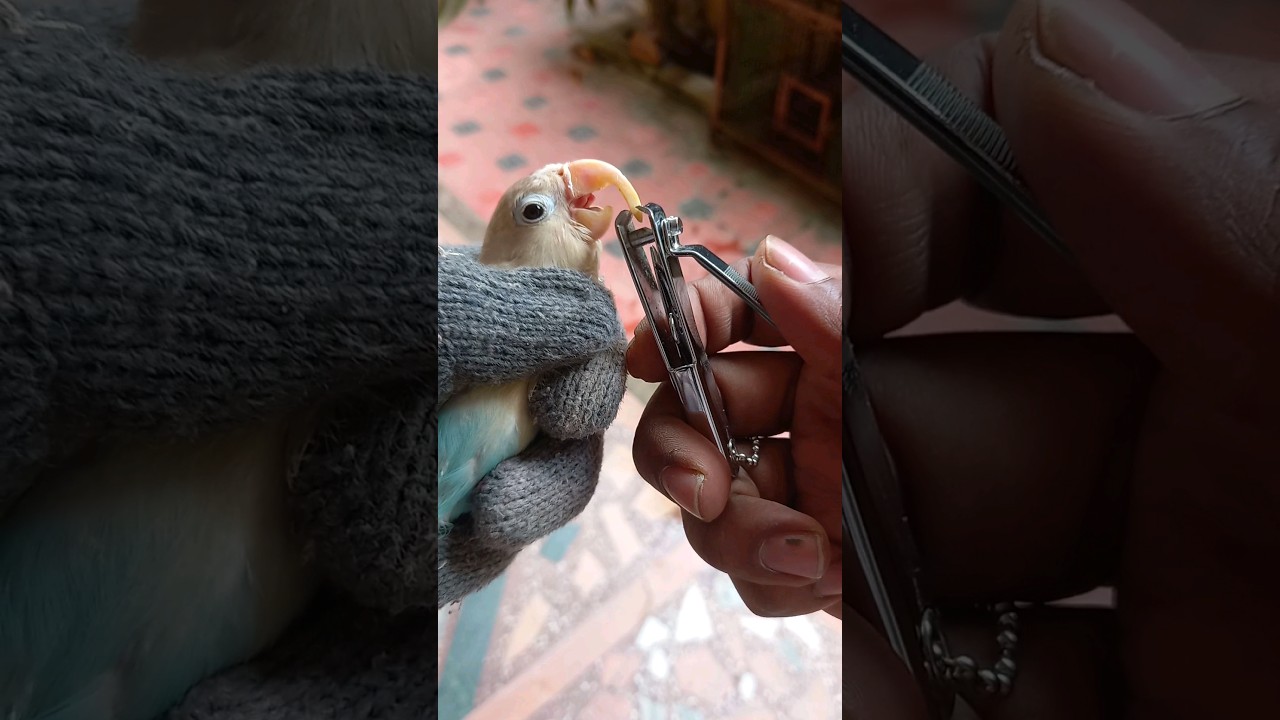 How to Trim Parrot's Beak. 