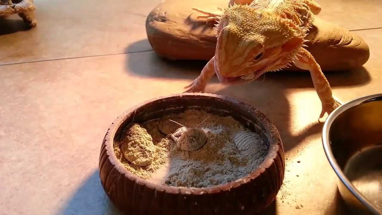 roach killer Eating Rocahes in 50% Slow-Mo
