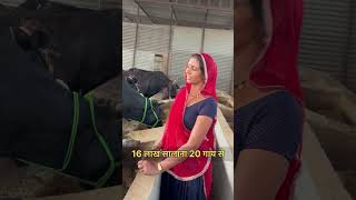 #cow #murraha #dairybusiness #गाय #farming #dairyherd #dairyindustry #dairyfarm