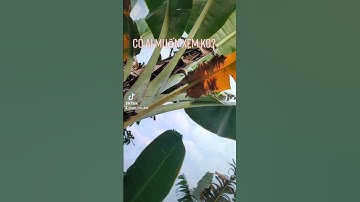 Nước lấy từ cây chuối hột! có ai xem ko?