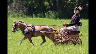 Barney driving miniature horse- DrivingMinis