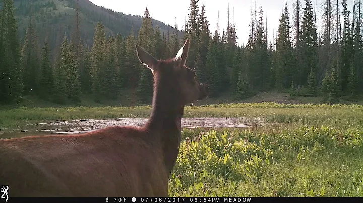 Browning Trail Cameras Capture Mountain Lion Chasing Elk