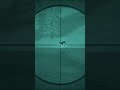 SUPER RARE DARK GRAY WOLF! | The Hunter Call of the Wild #gaming #cotw #hunting