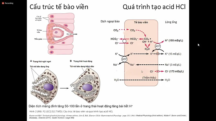 Khi nào dịch vị trong dạ dày được tiết ra