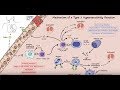 Type I Hypersensitivity - Mechanism (Described Concisely)