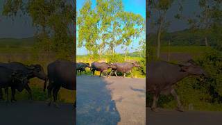 মহষ Video Of . Dunri Village, Mangrol, Surat, Gujarat.