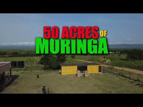 Calvin Daniels: Building 50 Acres of Moringa in Ghana