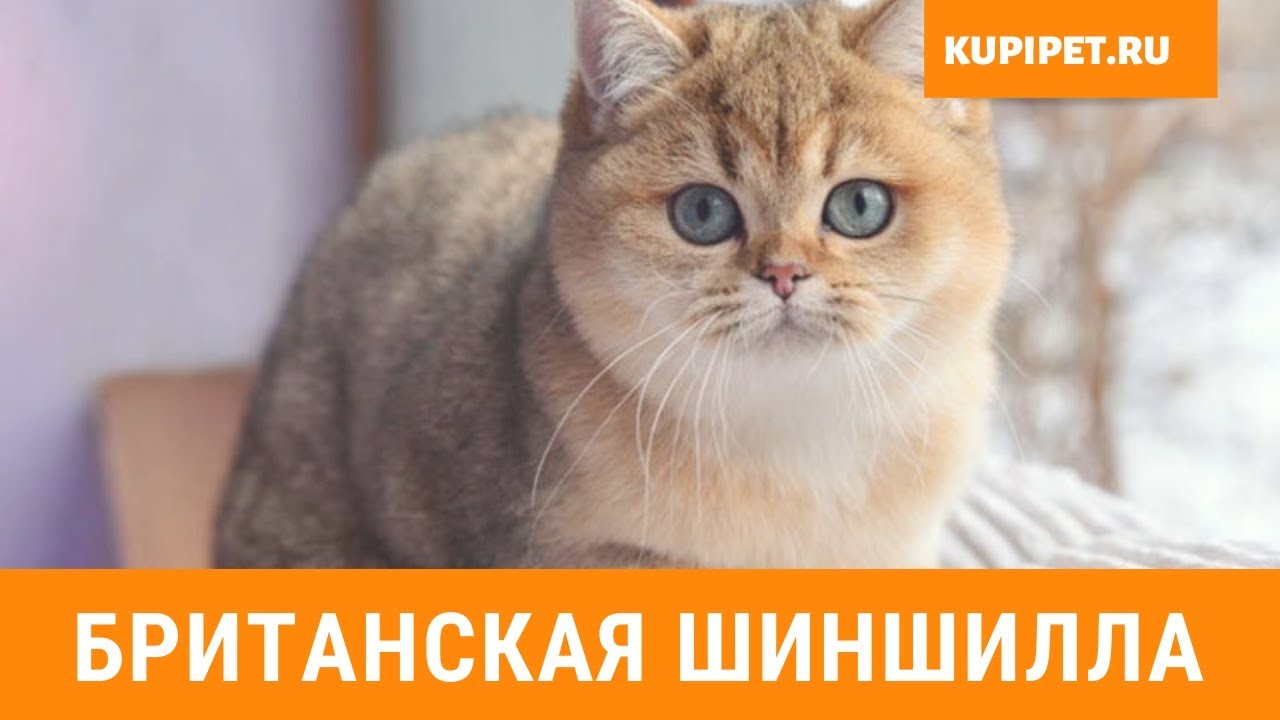 Британская Золотая Шиншилла Котята Фото