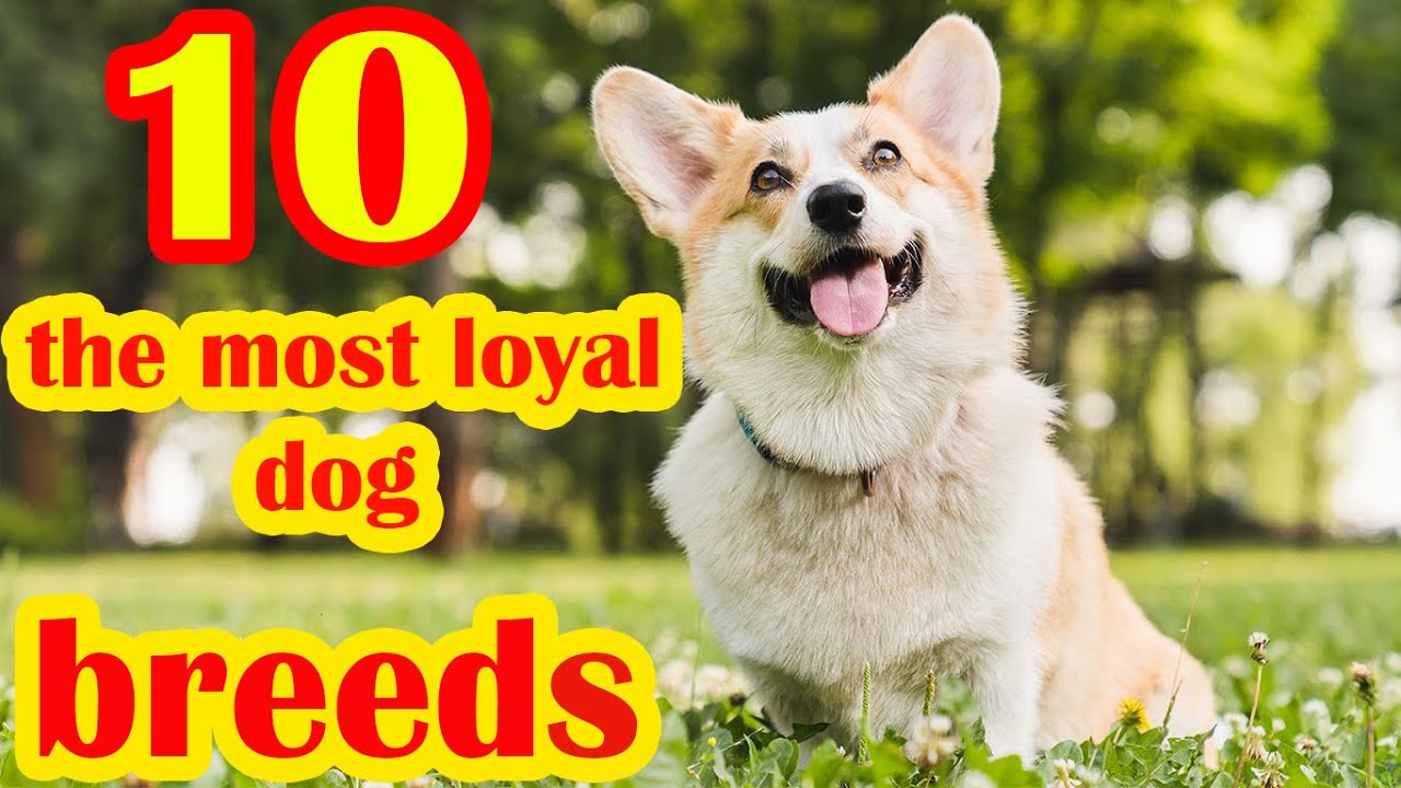 10 of the most loyal dog breeds - YouTube