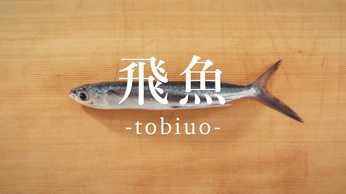トビウオをさばく 開き 塩焼き Youtube トビウオをさばく 開き 塩焼き Youtube