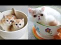 Очаровательные котята-манчкины ~ Видео о милых и забавных кошках и котятах