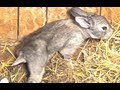 Just 1 week old cute bunny rabbits