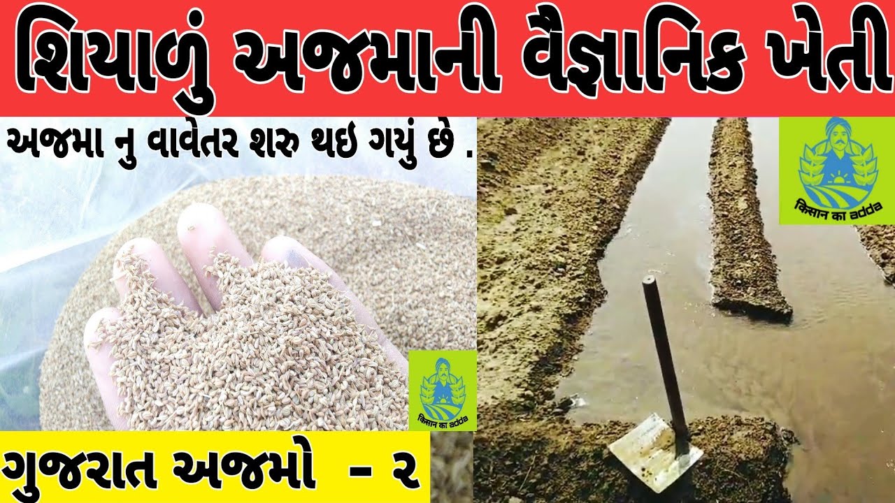 🌾 શિયાળુ અજમા ની વૈજ્ઞાનિક ખેતી  / ગુજરાતમાં અજમાની ખેતી / અજમાની ખેતી વિશે માહિતી / ajama ni kheti