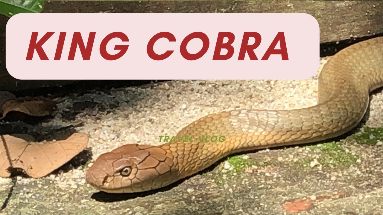 Picture of King cobra snake patrolling it’s territory | Singapore | Snake - YouTube