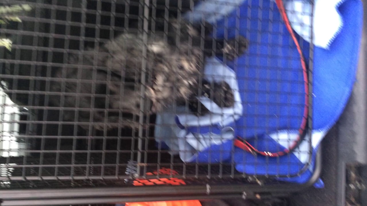 freelander 2 dog cage LR2 land rover YouTube
