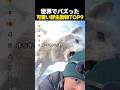 世界でバズった可愛い野生動物TOP9のサムネイル