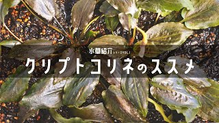 Aquarium] A fascinating aquatic plant! Cryptocoryne: Explanation