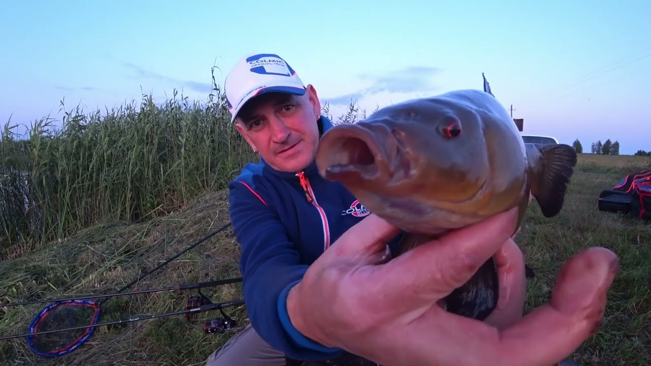 Lynai Kimba Kaip Pasiutę 1