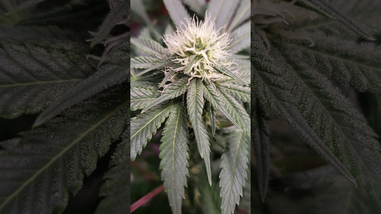 Indoor 4 week Flower FROST. *NEW 85W Rapid LED light bar