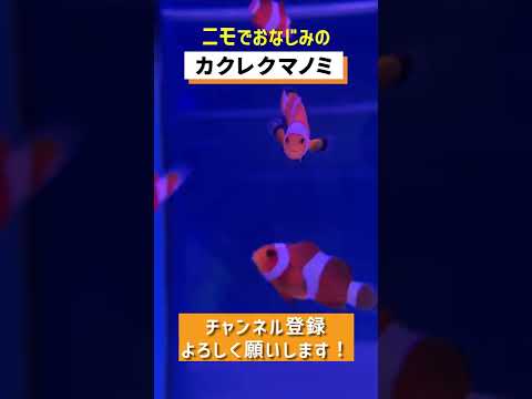 熱帯魚 ニモでおなじみのカクレクマノミを撮影しました Amphiprion Ocellaris Youtube