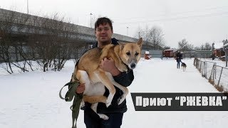 Поездка в приют 