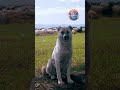 Туристка, баран и очень серьезный пес в Дагестане