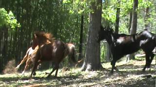 Eye Yi Yi - Playing In Pasture