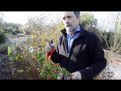 Video: Cutting Back johannesört - hur man beskär en johannesört buske
