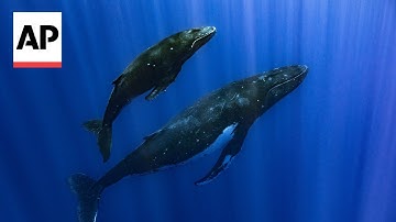 How do whales sing? Study finds unique voice boxes