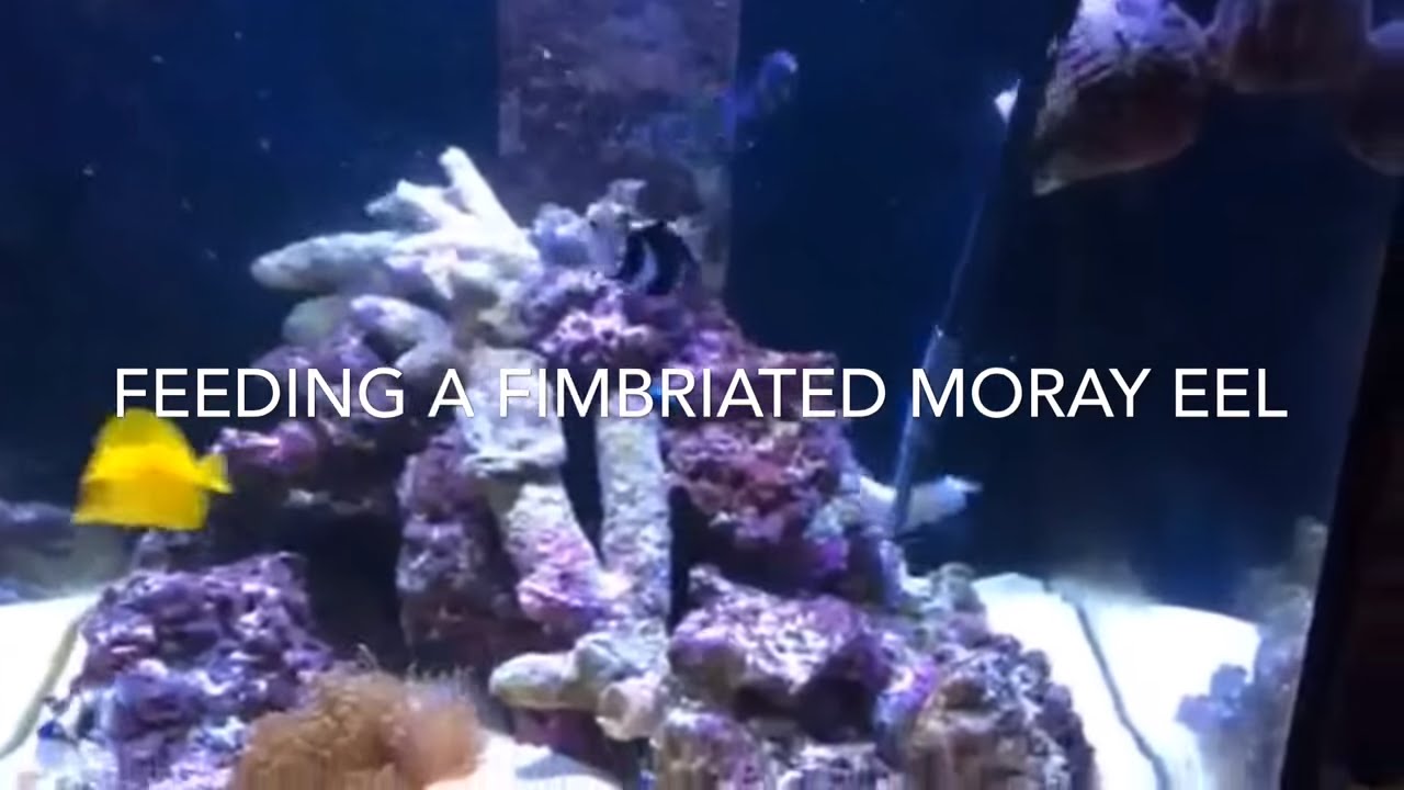 Feeding a Fimbriated moray eel (Gymnothorax fimbriatus)
