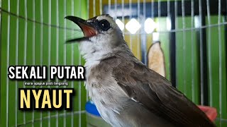 trucukan ropel panjang AMPUH buat pancingan trucukan agar bunyi JADIKAN burung trucukan gacor EMOSI
