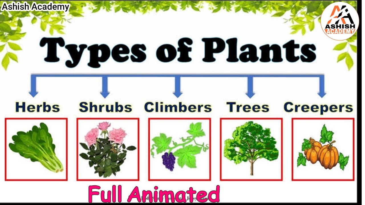 what-are-types-of-plants-herbs-shrubs-trees-climbers-creepers
